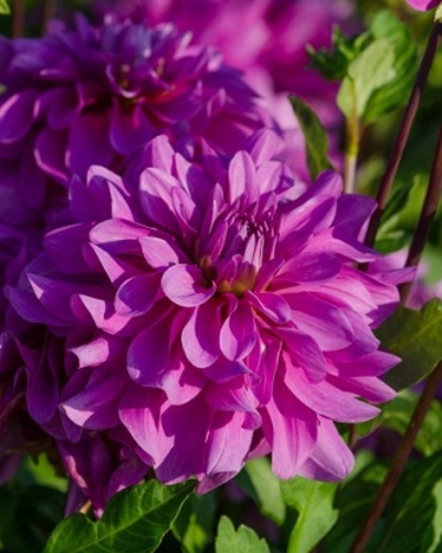 DAHLIA BLUETIFUL 10 kusov